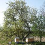 Der Bienenstand