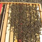 Ein gutes Volk im Fr&uuml;hjahr